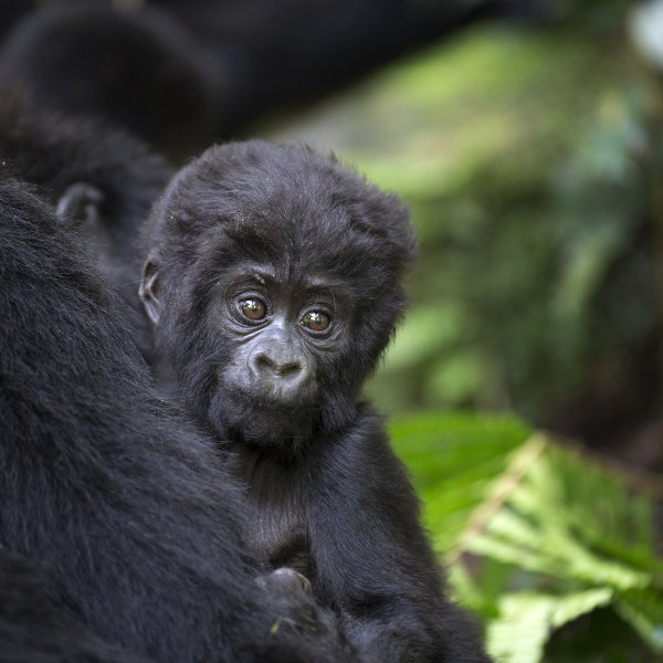Democratic Republic of the Congo gorilla-nature-drc