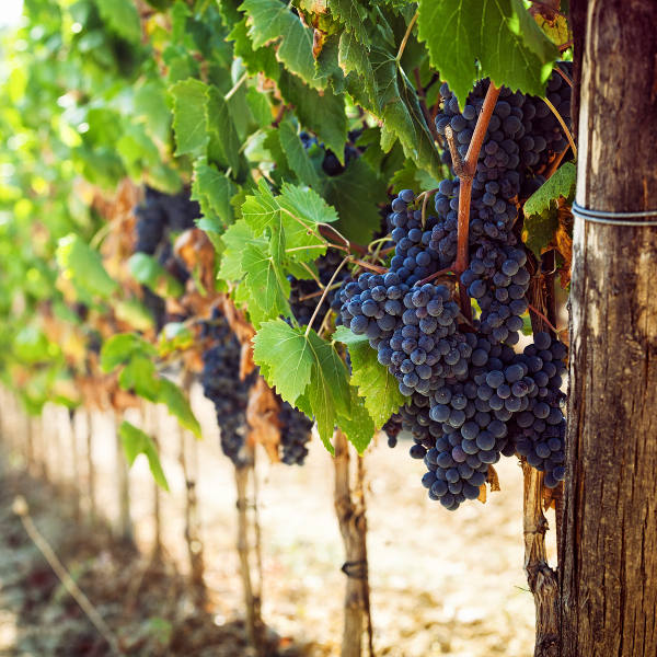 Denmark grape vineyard