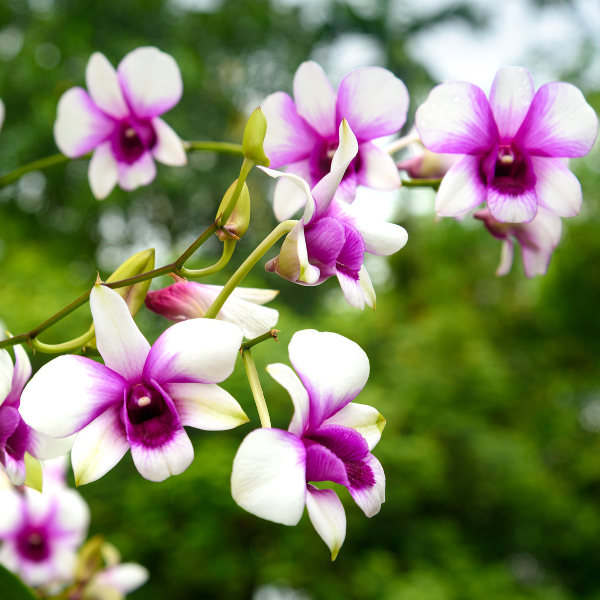 Des Moines orchid flower