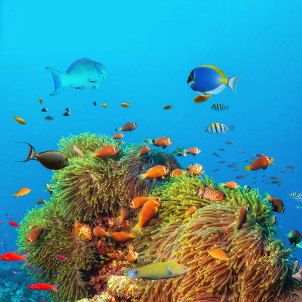 Djibouti City coral turquoise water