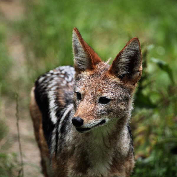 Djibouti Djibouti Wildlife