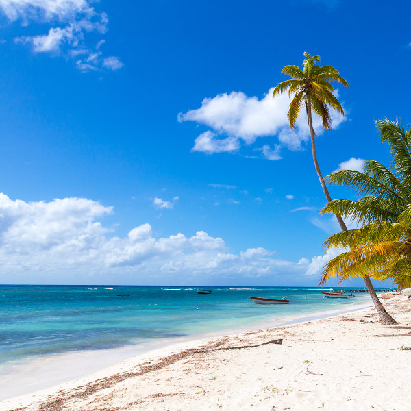 Dominican Republic palm tree beach
