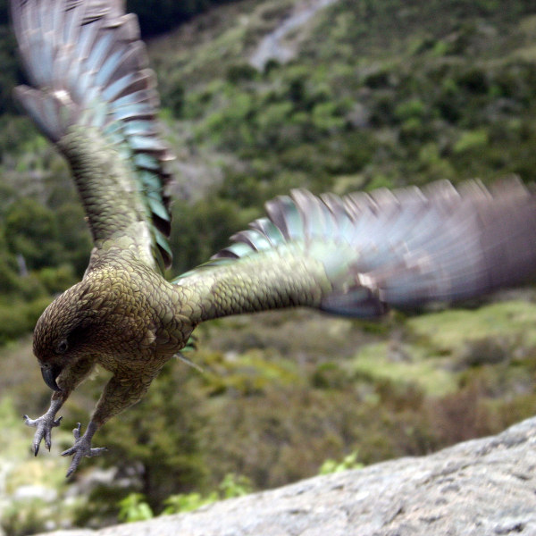 Dunedin Flying Kea Dunedin