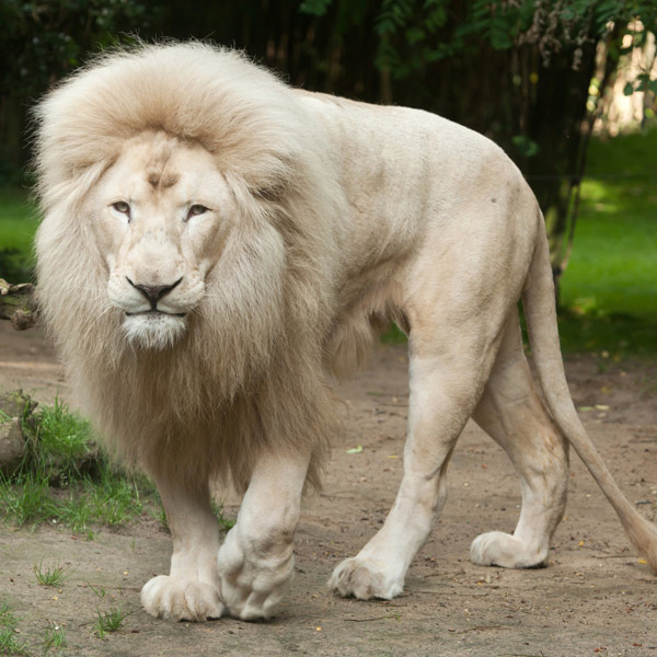 East London White Lion Inkwenwezi East London