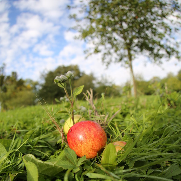 East Midlands red apple on grass
