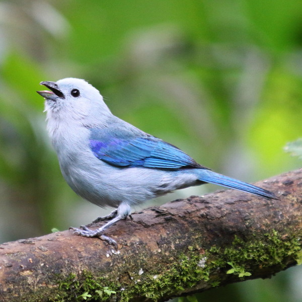 Ecuador Ecuador Wildlife