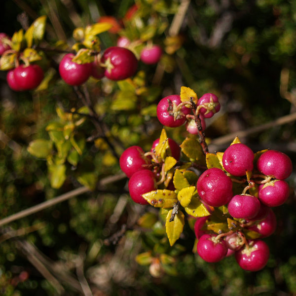 El Calafate berry tree