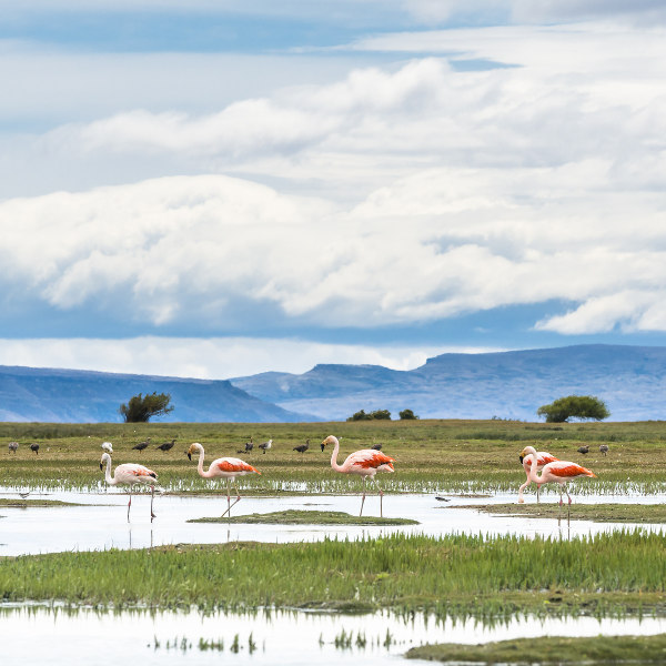 El Calafate flamingos in lake
