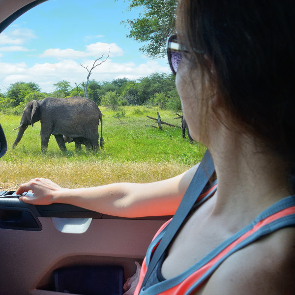 Eldoret Safari Elephant Eldoret