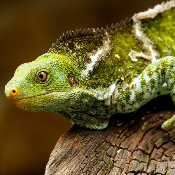 Fiji Crested Iguana Fiji