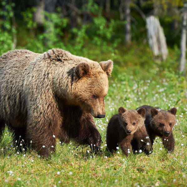 Finland Finland Wildlife