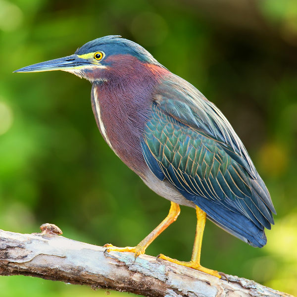 Fort Lauderdale Green Heron Everglades Fort Lauderdale