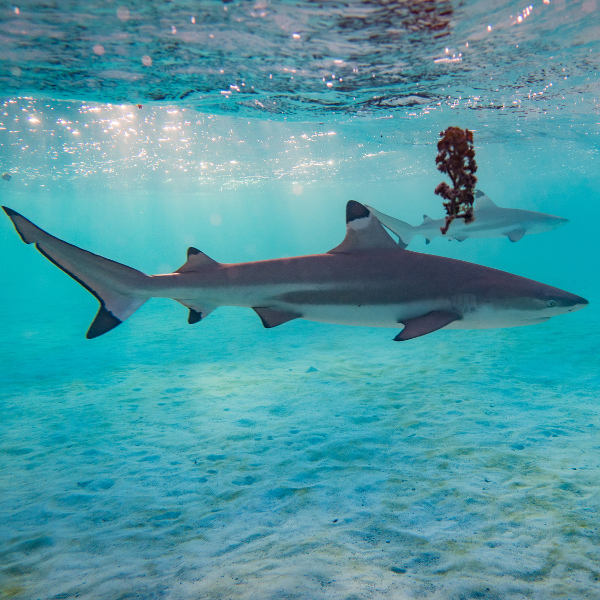 French Polynesia shark