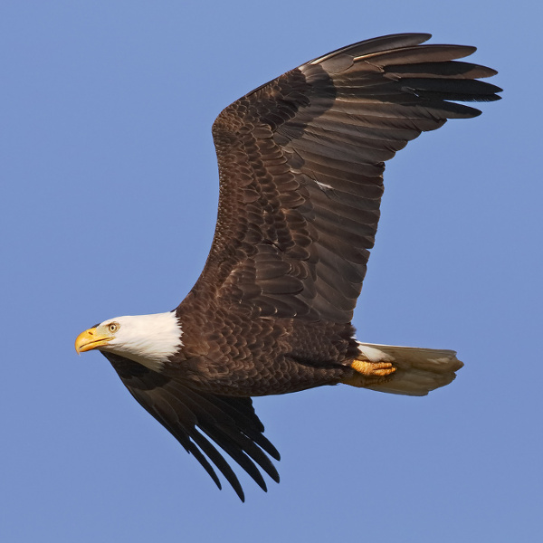 Gainesville Bald Eagle Gainesville