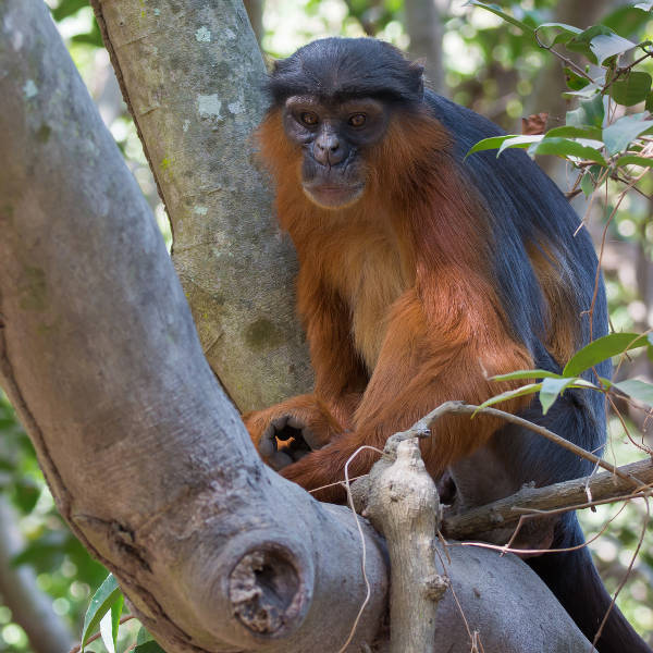 Gambia eco-tourism and wildlife