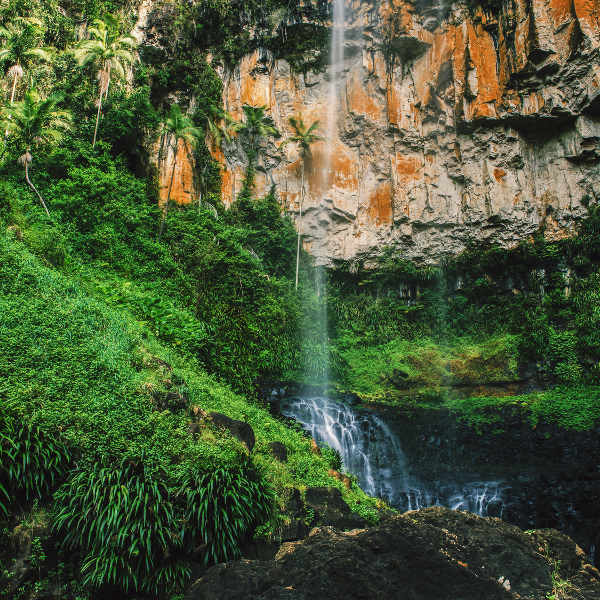 Gold Coast lush rainforests