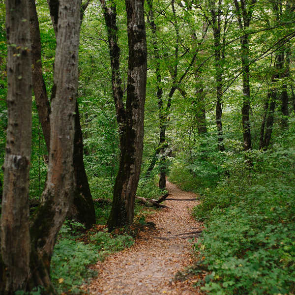 Grand Cayman forest path