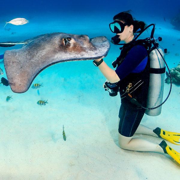 Grand Cayman scuba diver touching stingray