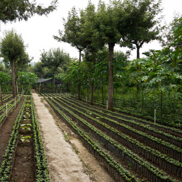Guatemala coffee guatemala
