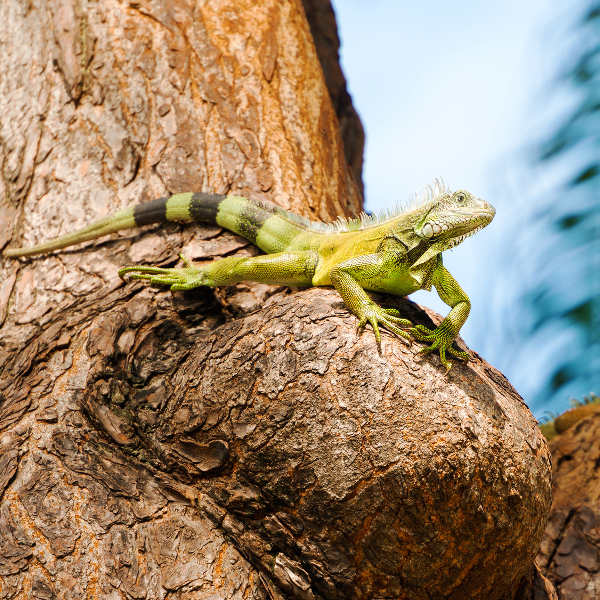 Guayaquil green-iguana-guayaquil