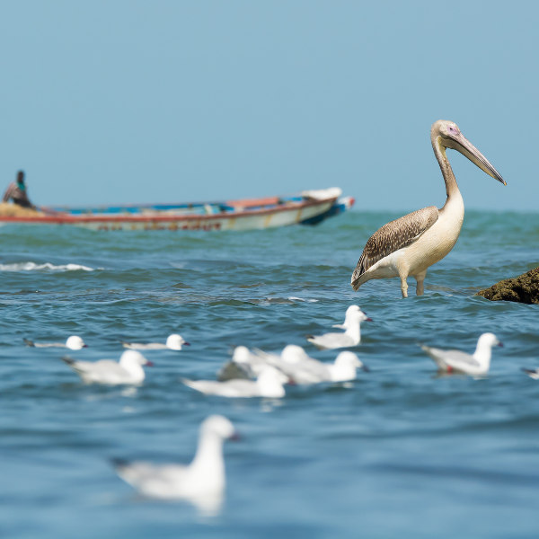 Guinea guinea-sea-life