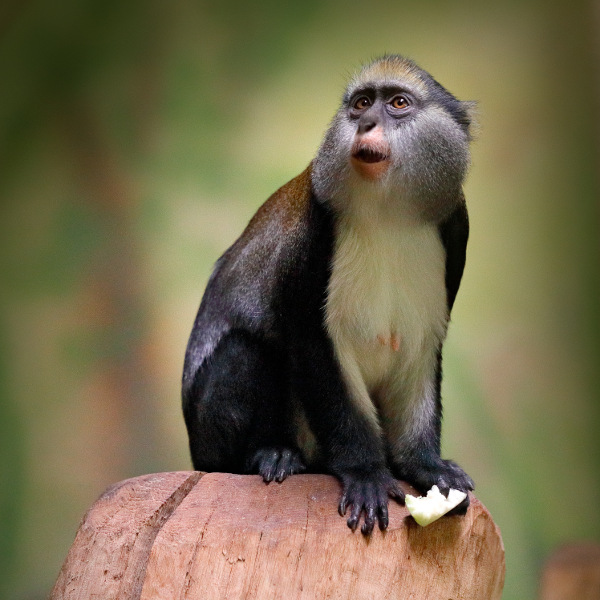 Guinea-Bissau guinea-bissau diverse wildlife