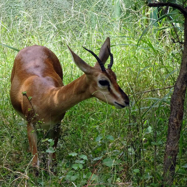 Gujarat gujarat_wildlife