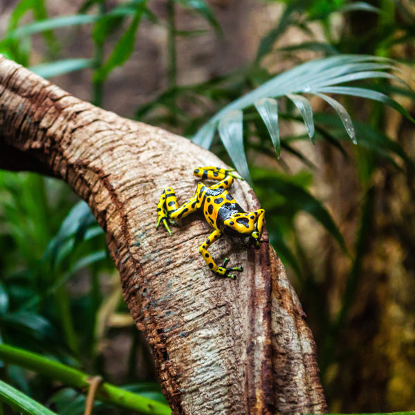 Guyana guyana tropical animals