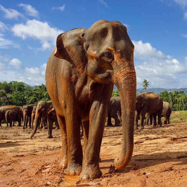 Hambantota elephant