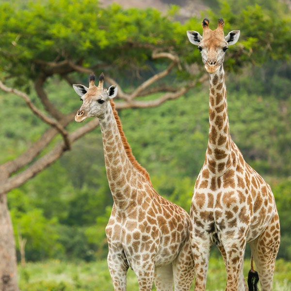 Harare wildlife-harare-zimbabwe