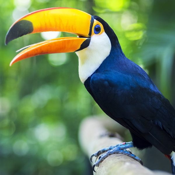 Iguassu Falls iguassa falls native toucan