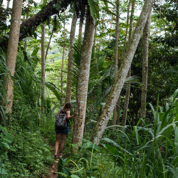 Indonesia green-forests-indonesia