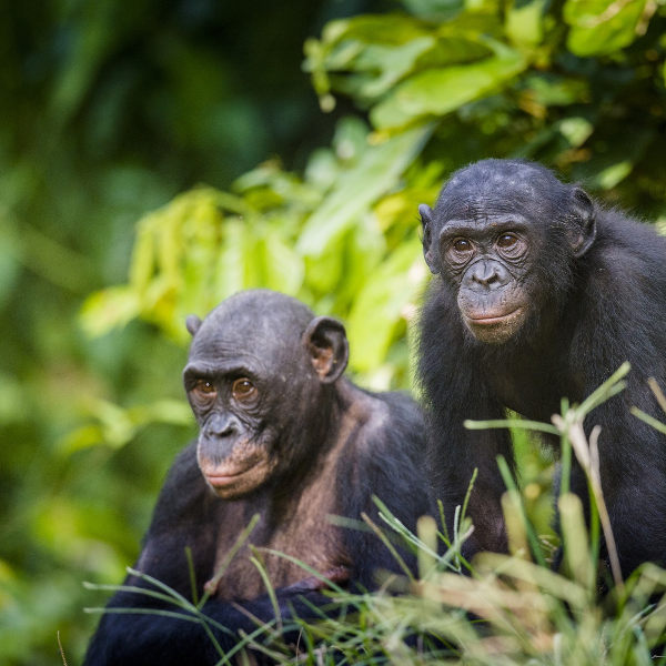 Ivory Coast national-parks-ivory-coast