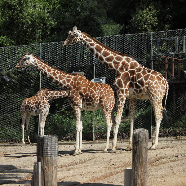 Jacksonville Giraffes Jacksonville Zoo and Gardens