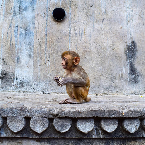 Jaipur jaipur monkeys
