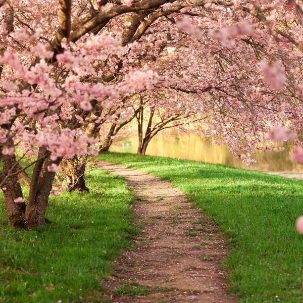 Japan cherry-blossoms-japan