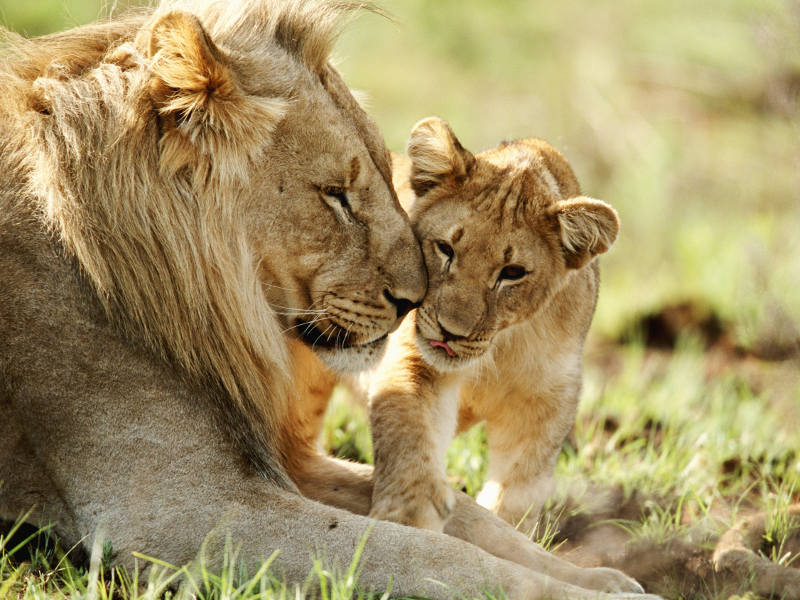 Jos lions