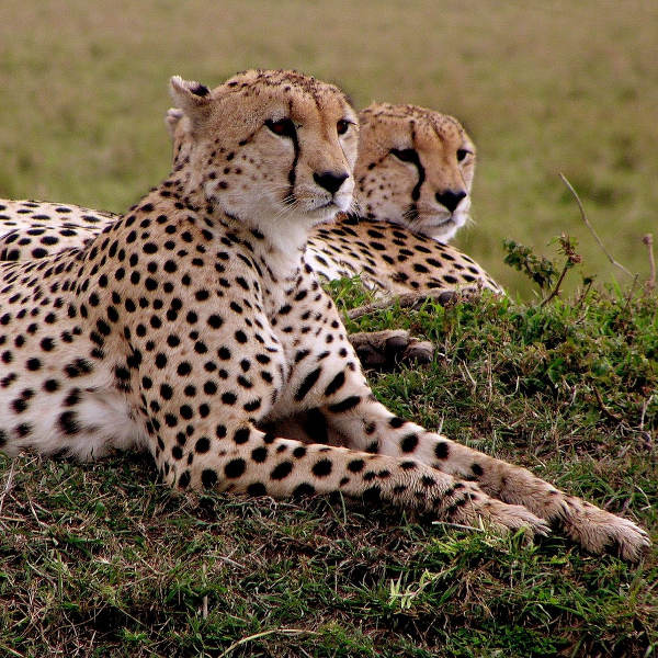 Juba juba national parks