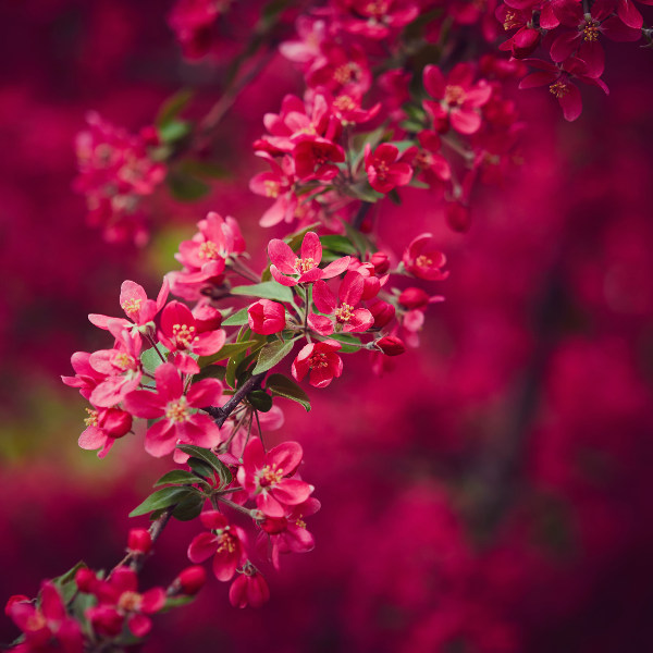 Katowice cherry tree blossom
