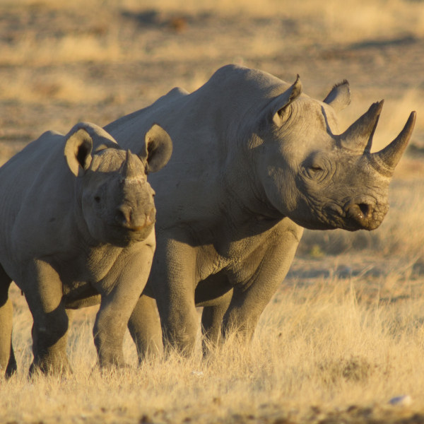 Khomas Black Rhinos in Khomas