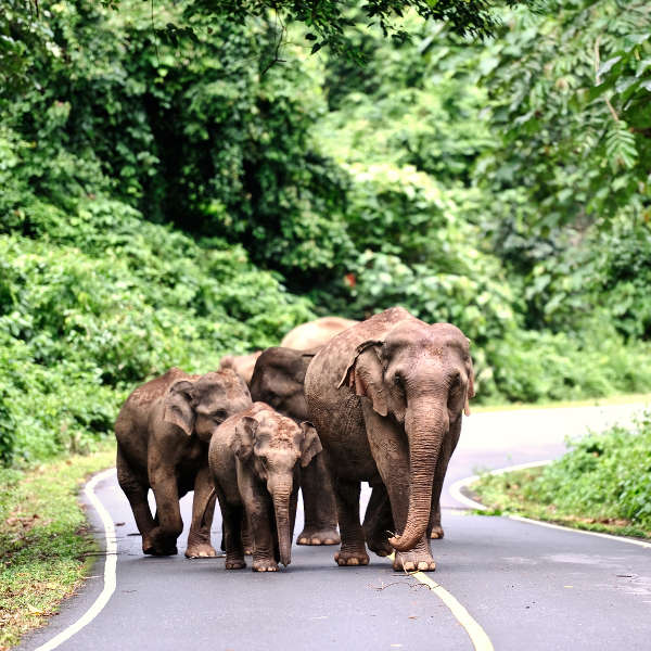 Khon Kaen national parks