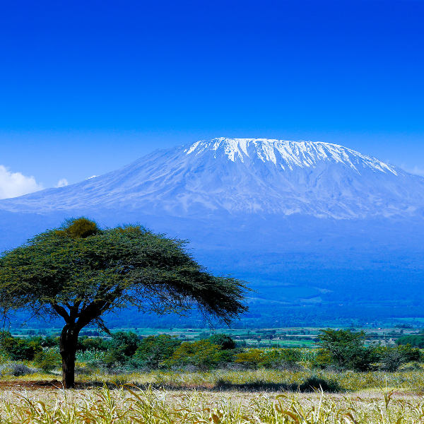 Kilimanjaro kilimanjaro nature