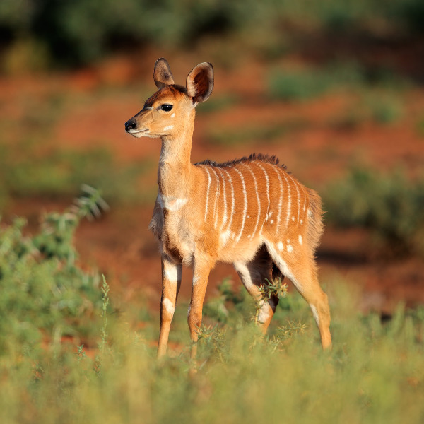 Kimberley Nyala Mokala National Park Kimberley