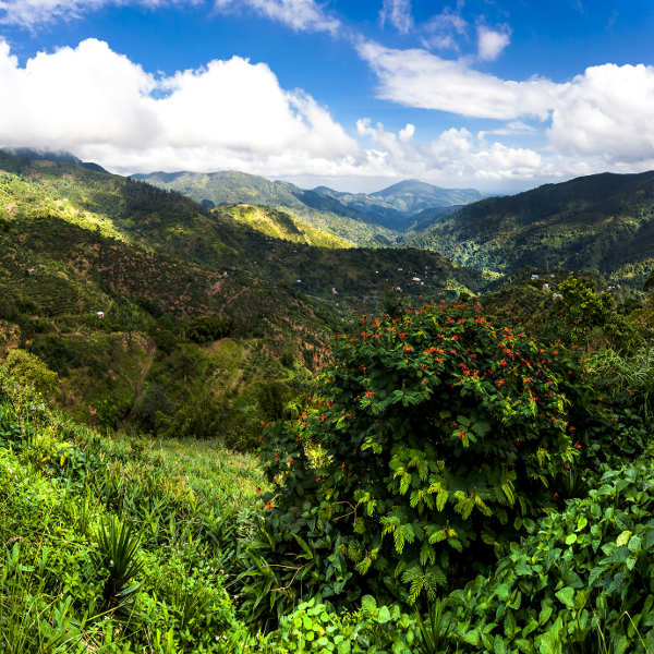Kingston kingston tropical landscape