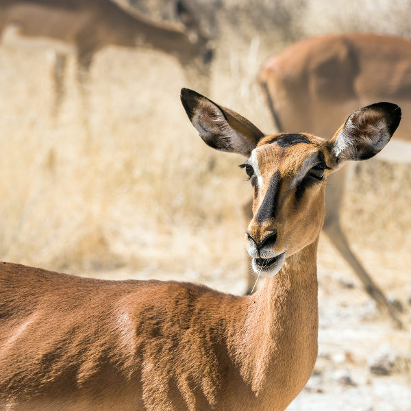Kisumu wildlife
