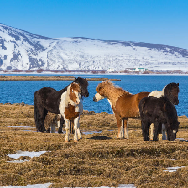 Kopavogur wild-horses-kopagovur