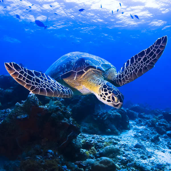 Kota Kinabalu scuba diving and snorkelling