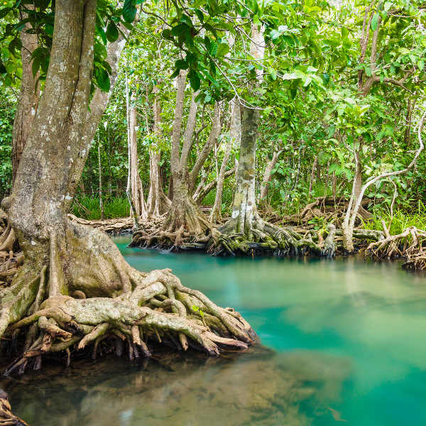 Krabi tropical-forest-krabi