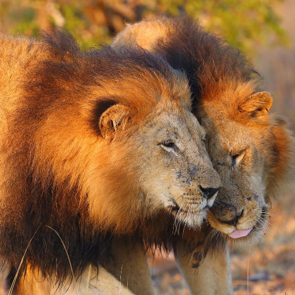 Kruger National Park Kruger National Park Wildlife