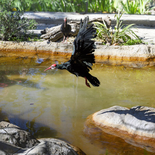 Kuruman Ibises at the Eye of Kuruman